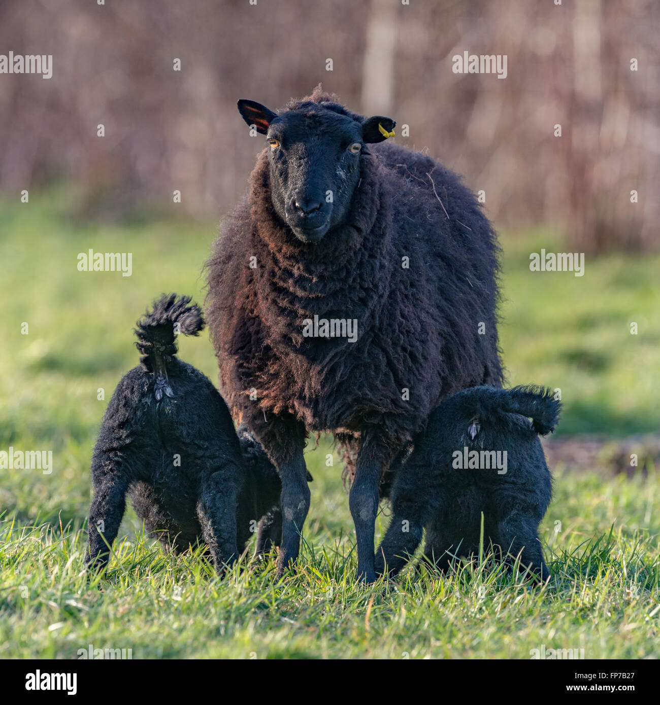 Schwarze Schaf füttern ihre beiden Lämmer mit ihren Böden in der Luft, House, Wales. März Stockfoto