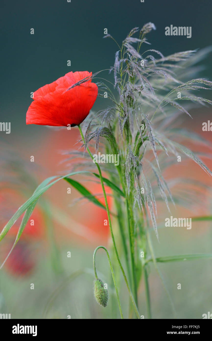 Blühender Mohn / Klatschmohn (Papaver Rhoeas), wild, wächst in einem Maisfeld zusammen mit einigen Rasen, natürlichen Duft. Stockfoto