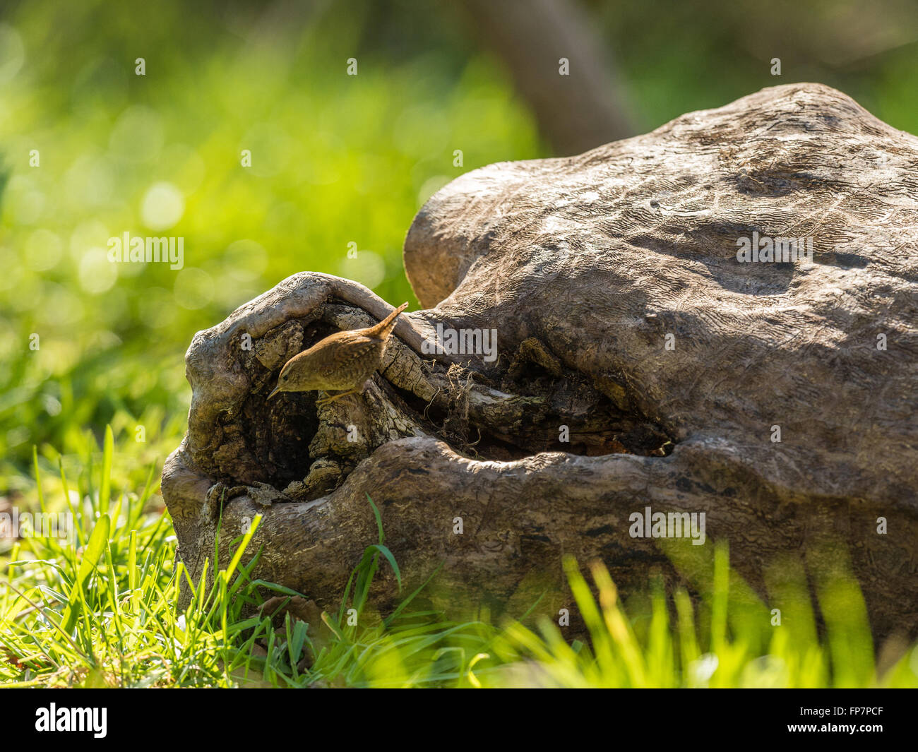 "Britische Wren (Troglodytidae) dargestellt, auf einer alten verfallenen hölzernen Baumstumpf Gehabe" Stockfoto