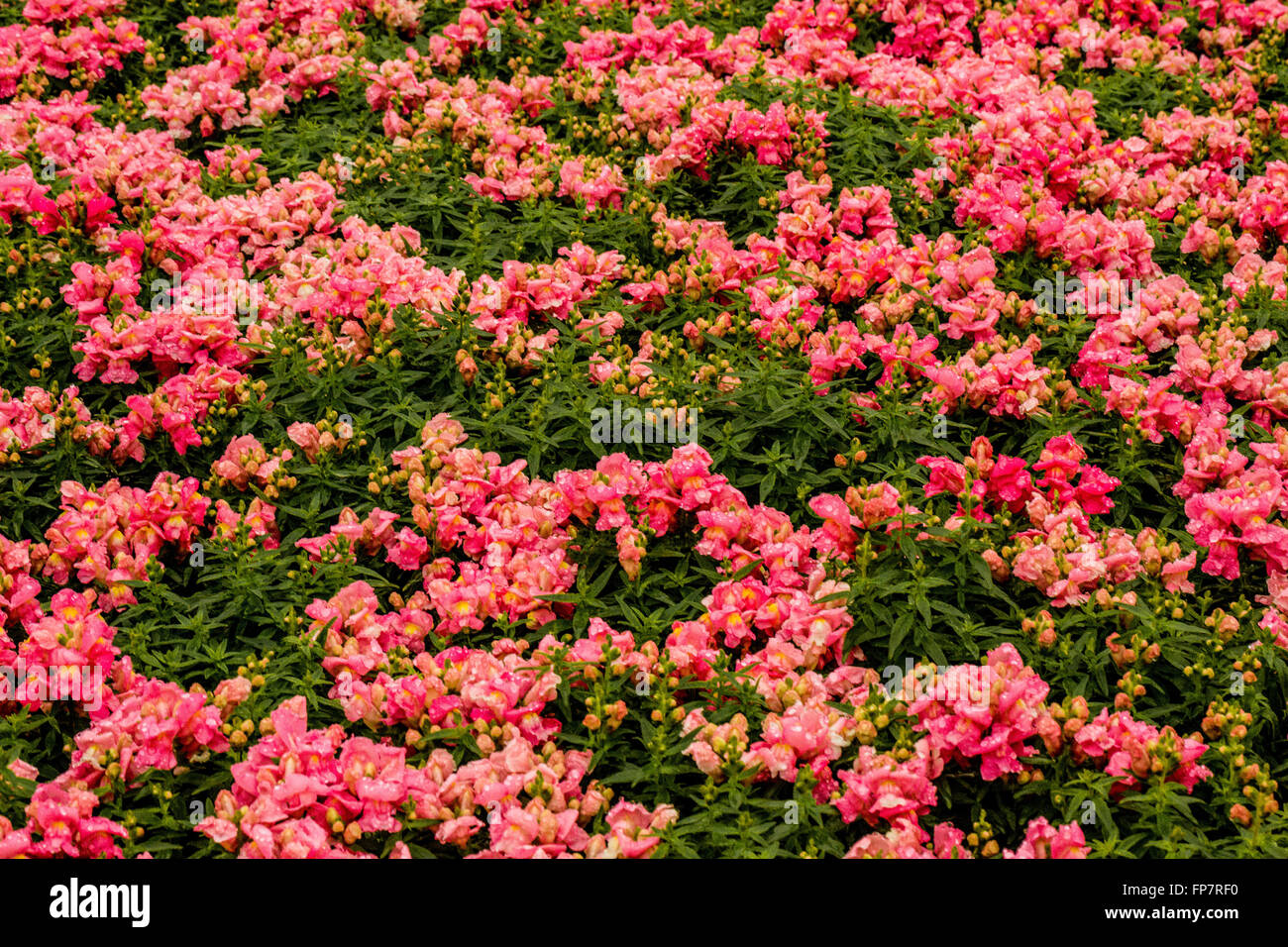 Hong Kong Blumen Expo Stockfoto