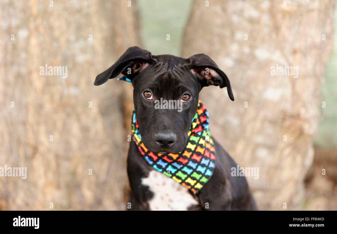 Niedlichen Hund ist eine entzückende Hund im Freien tragen eine bunte Kopftuch betrachten Sie neugierig... Stockfoto