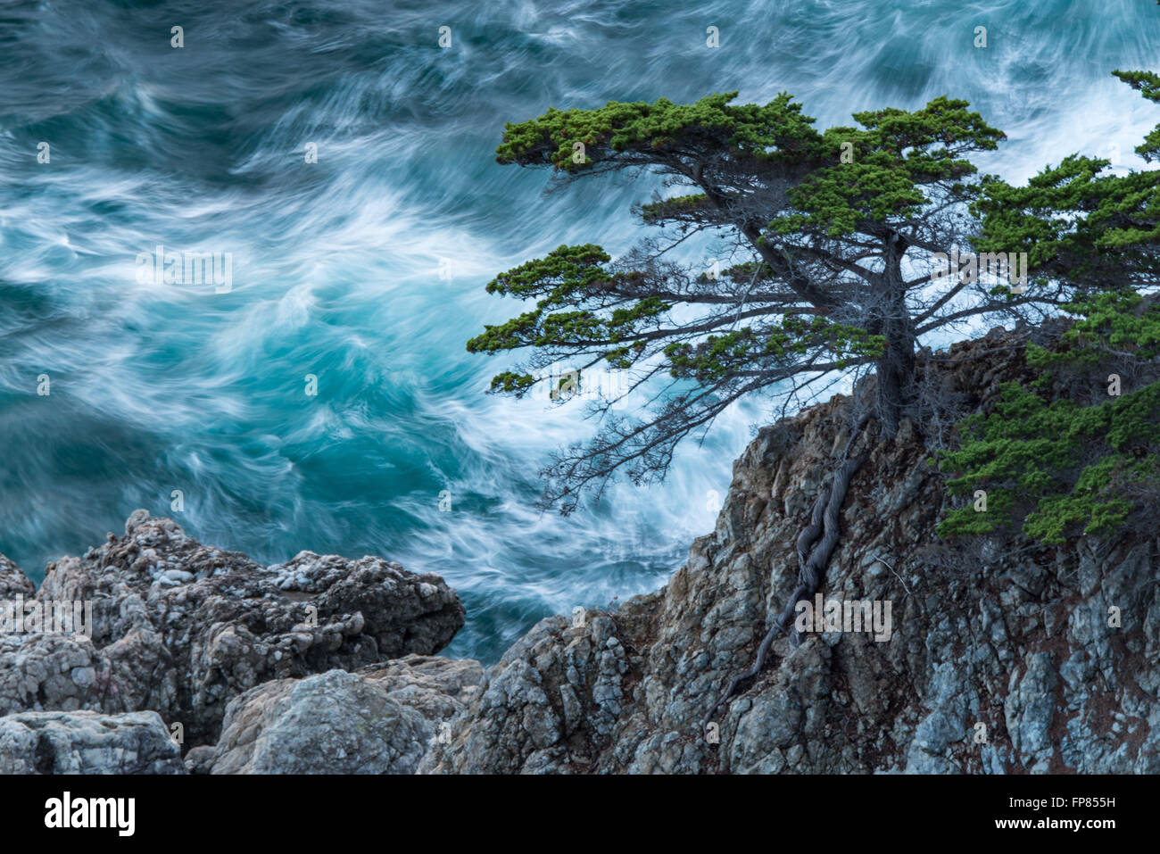 Einen alten Baum festhalten an den Klippen der Big Sur Küste, California Stockfoto