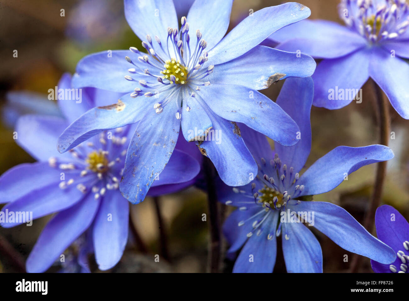 Kidneywort, Lebermoos blauen Frühling Blumen Hepatica Transsilvanica "Silber Prinzessin" Stockfoto