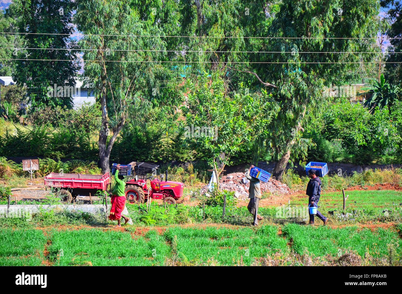 Arbeitnehmer die Körbe von Erdbeeren aus der Strawberry farm mapro Garten, panchgani, Maharashtra, Indien Stockfoto