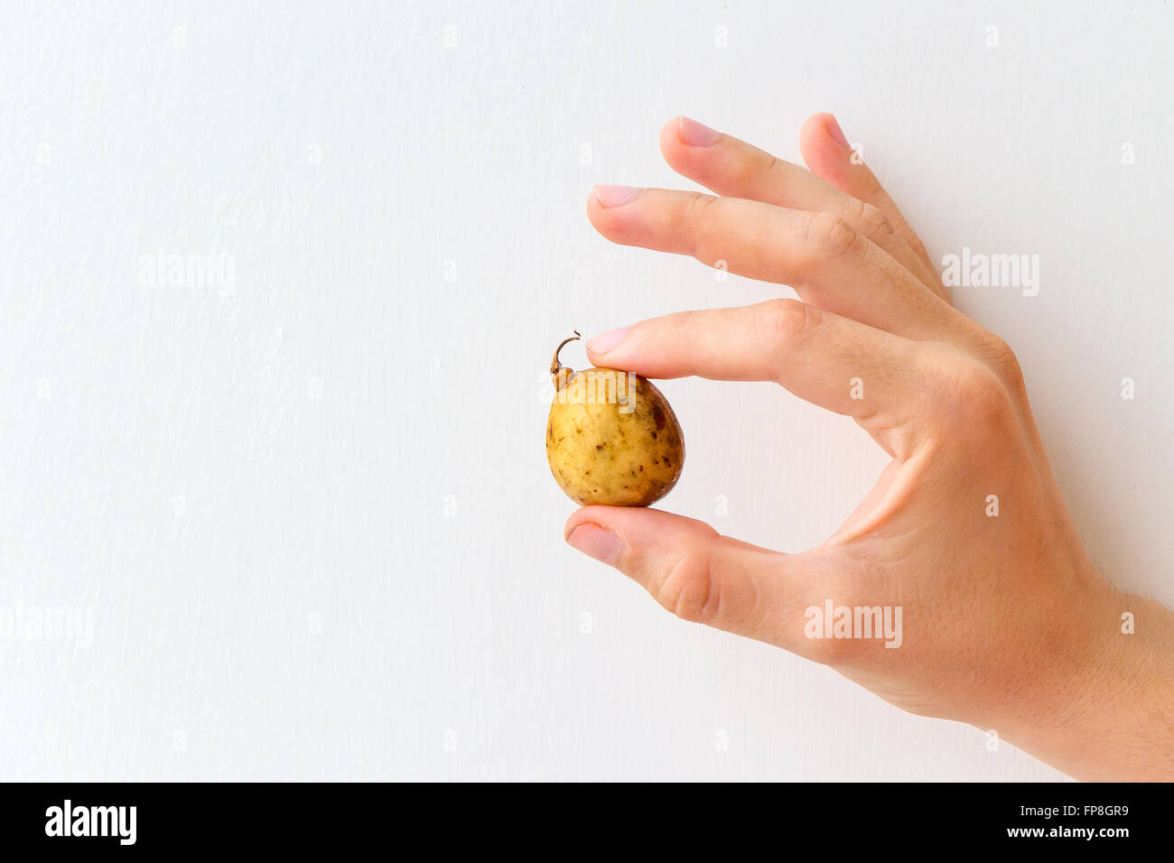 Langsat-Früchte in der Hand einer jungen Frau, isoliert auf weiss gehalten. Die Langsat ist auch bekannt als Duku in Südostasien heimisch. Stockfoto