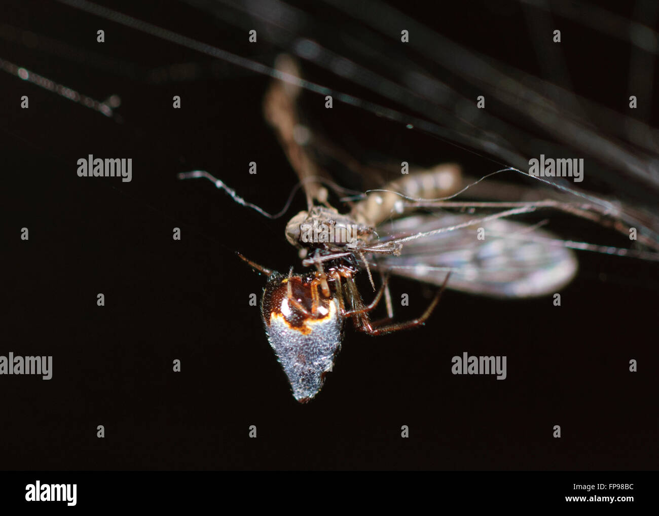 Silber Träne Spider oder Tautropfen Spinne (Argyrodes Antipodianus) mit Beute, Western Australia, Australien Stockfoto