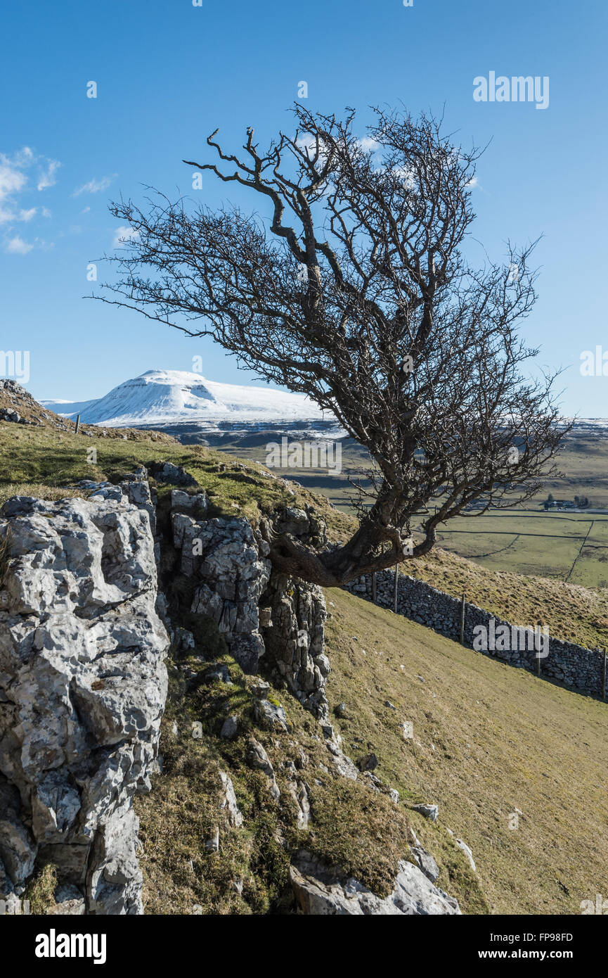 Wind verbogen Hawthorn tree auf Twistleton Narbe in den Yorkshire Dales in der Nähe des Dorfes Ingleton mit Schnee bedeckt Ingleborough in der Ferne Stockfoto