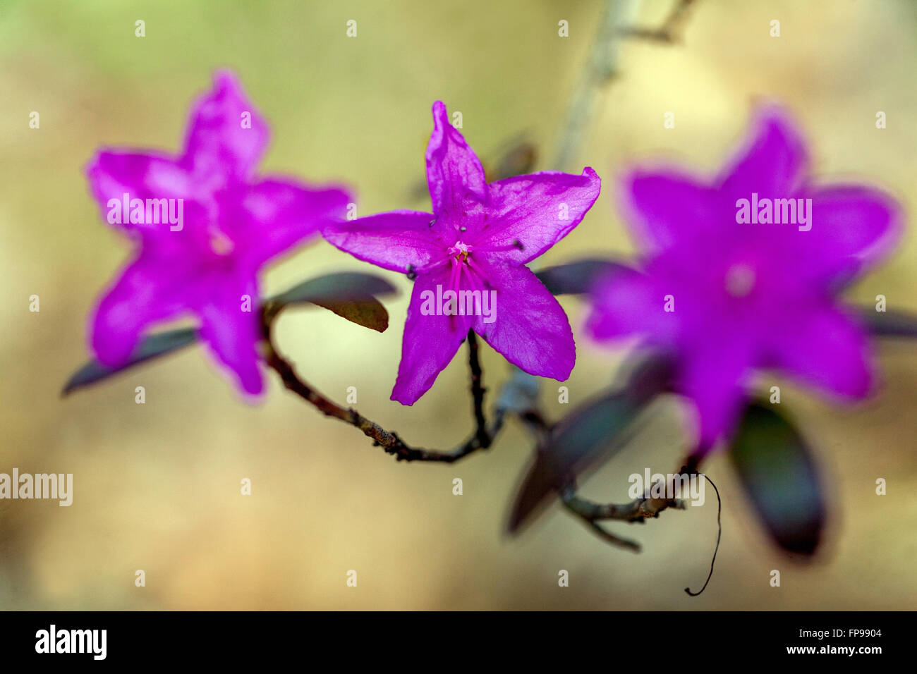 Rhododendron dauricum Rhododendron violett, Blumen, Blume, Zweig, Nahaufnahme Stockfoto