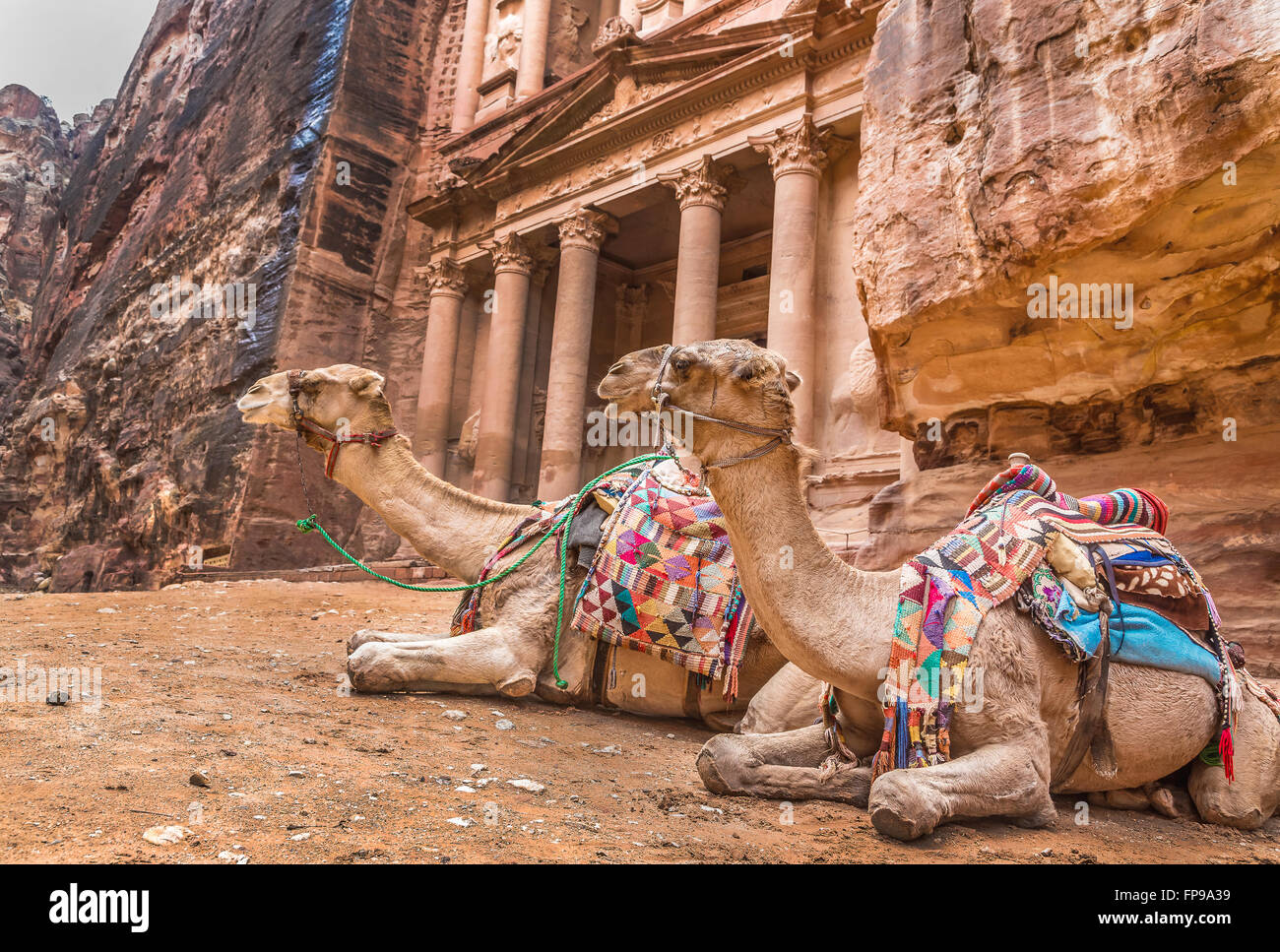 Beduinen Kamel liegt in der Nähe der Schatzkammer Al Khazneh Stockfoto