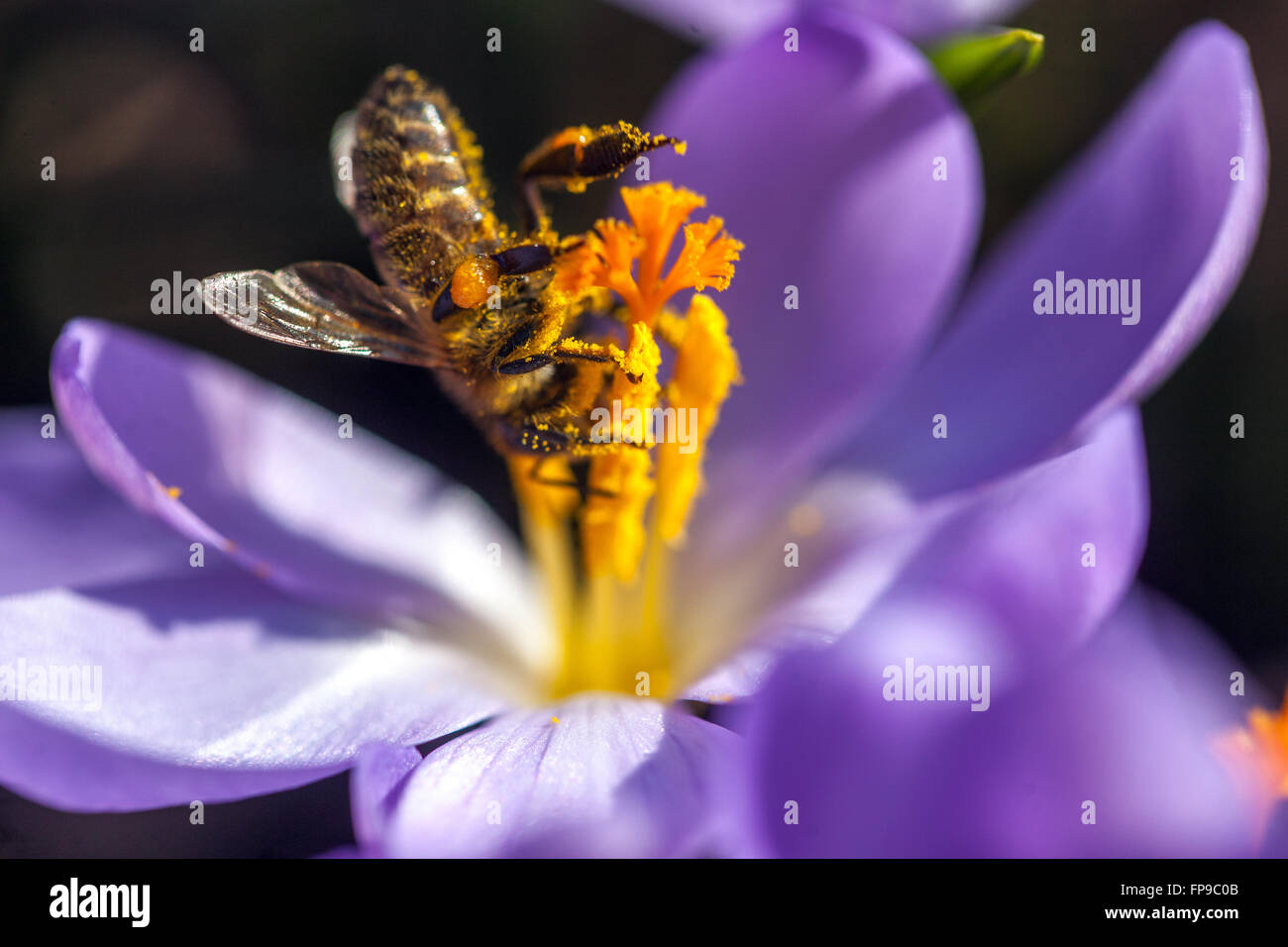 Crocus blüht und Biene auf Blume, Frühlingsgarten Frühlingspollen Stockfoto