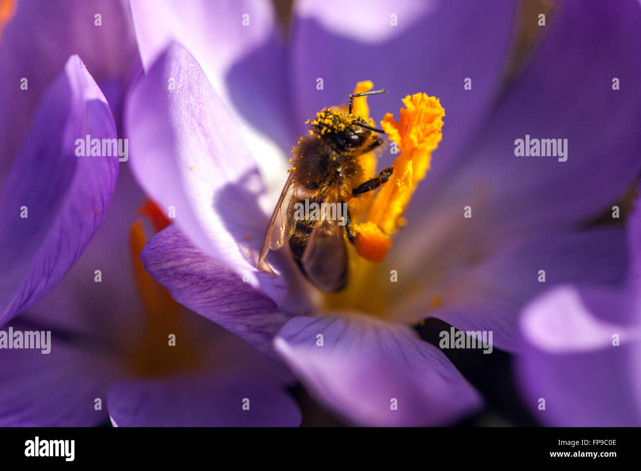Crocus Blume und Pollen bedeckt Biene Stockfoto