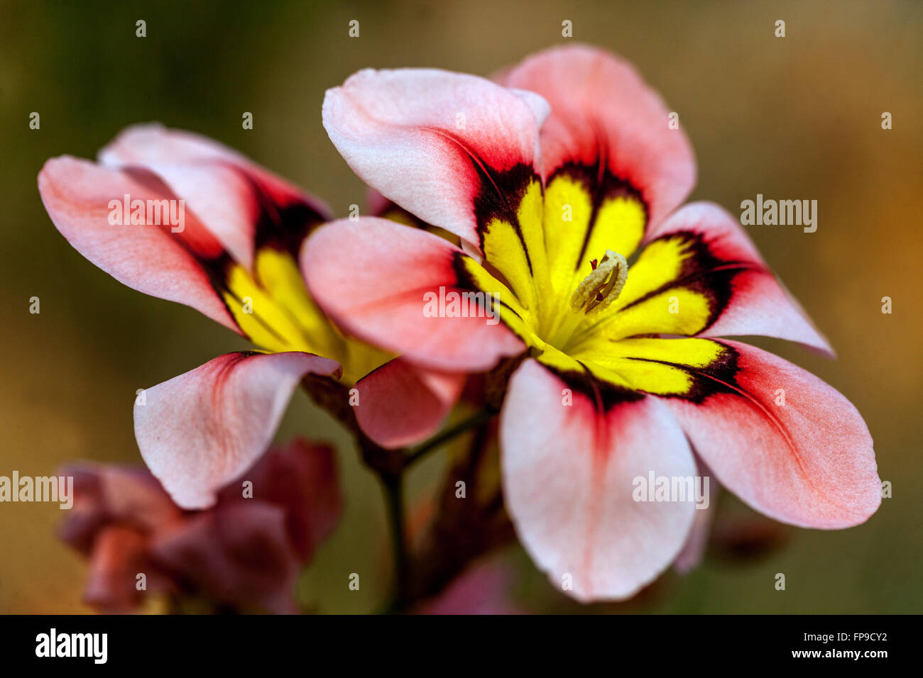 Sparaxis tricolor Harlekin Blume, die Blume in der Nähe Stockfoto