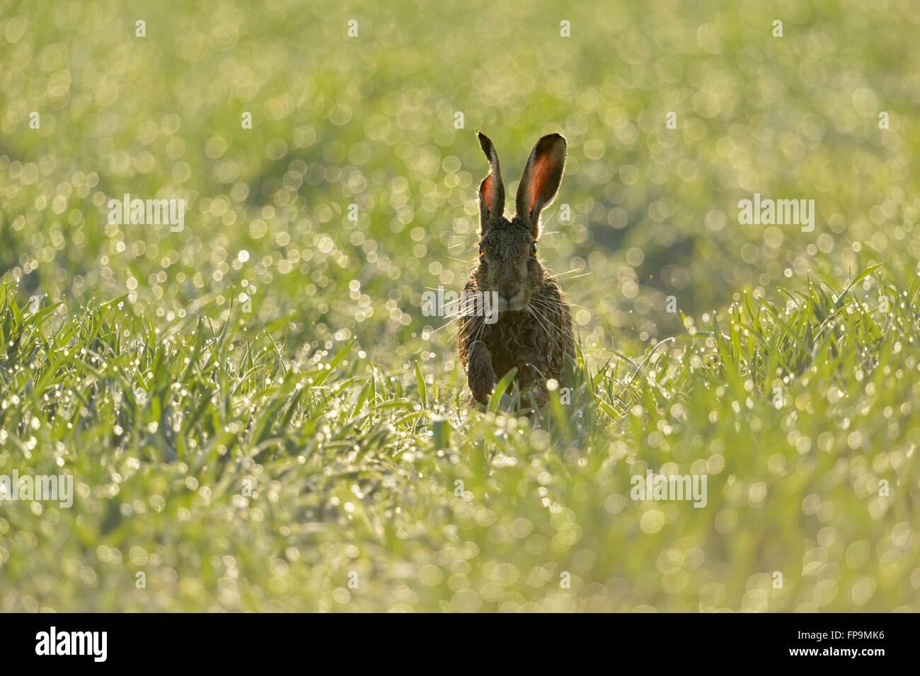 Braune Hare / Feldhasen (Lepus Europaeus) springt durch funkelnde Perlen über Tau nassen Rasen, Vorderansicht, perfekten Moment. Stockfoto
