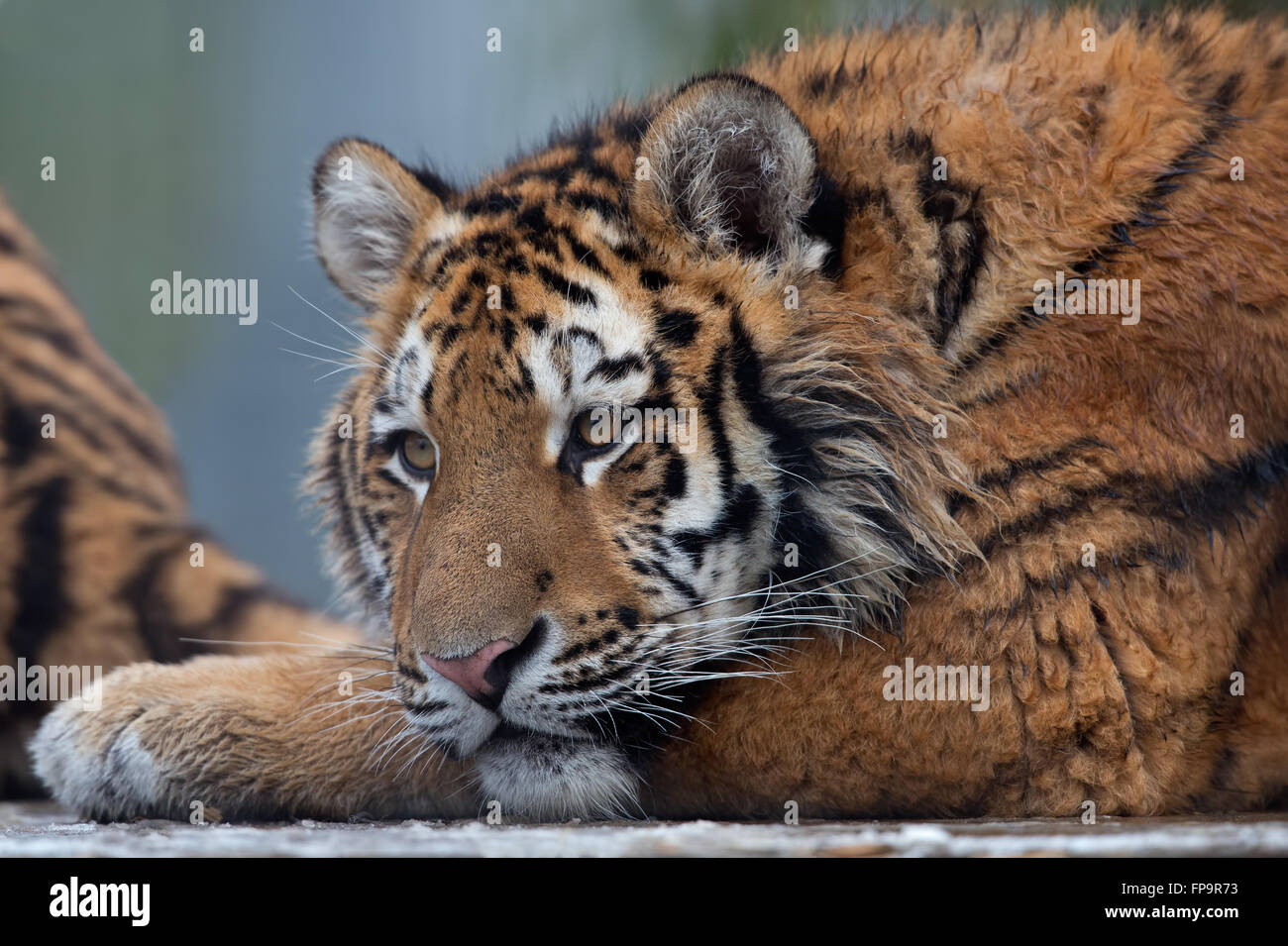Sibirische Tigerbaby (Panthera Tigris Altaica) Stockfoto