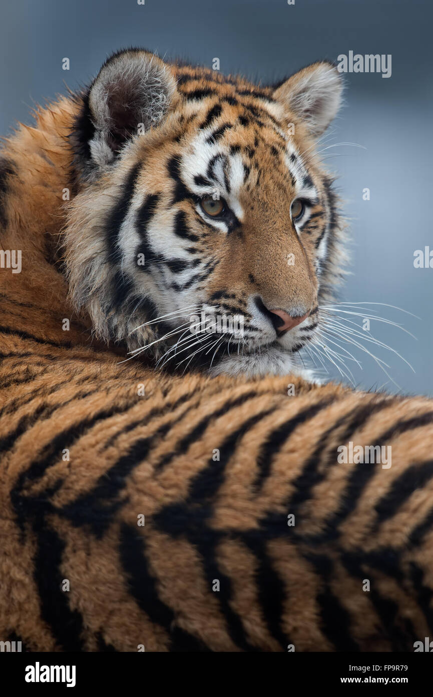 Sibirische Tigerbaby (Panthera Tigris Altaica) Stockfoto