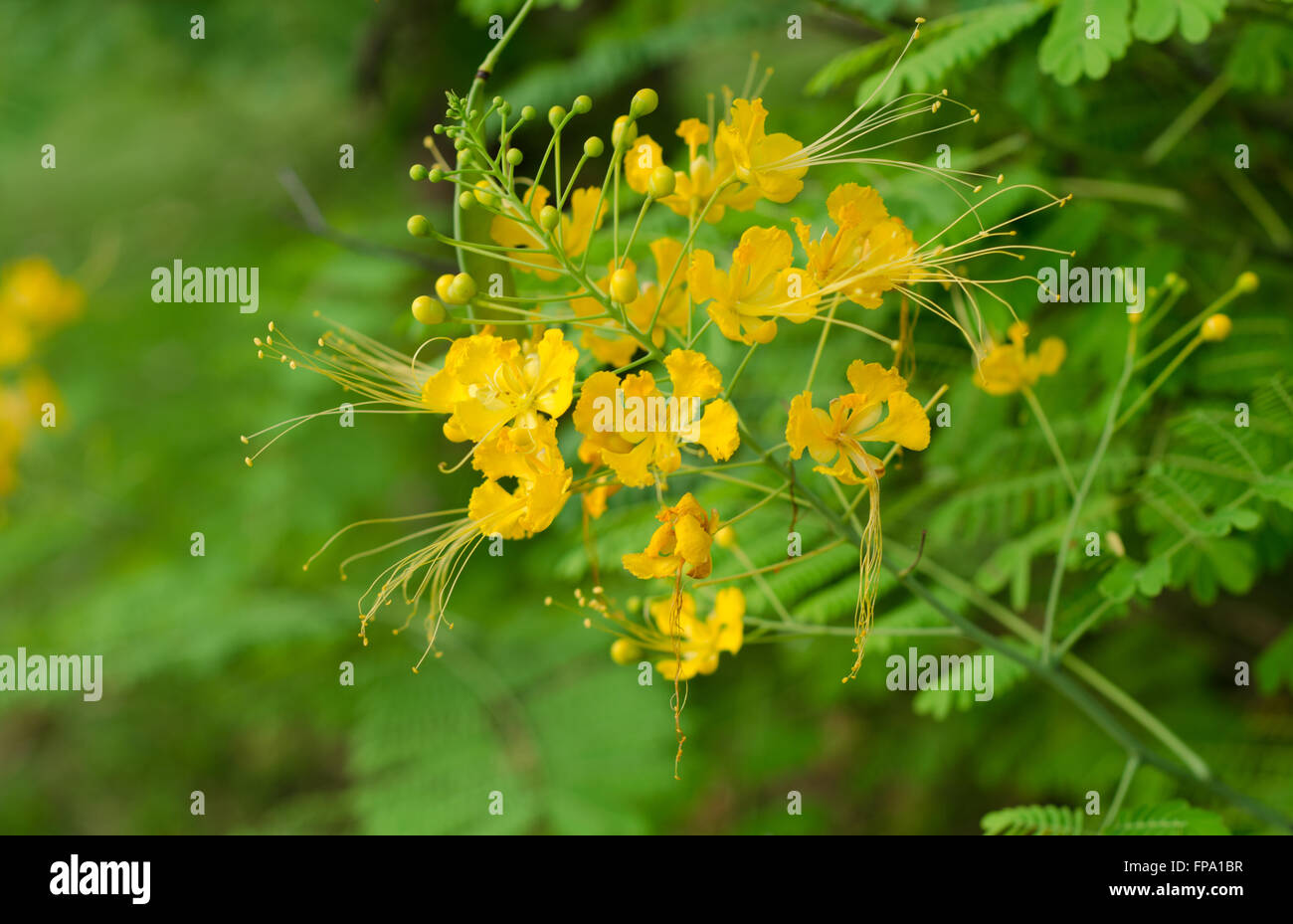 Pfau-Blumen Stockfoto