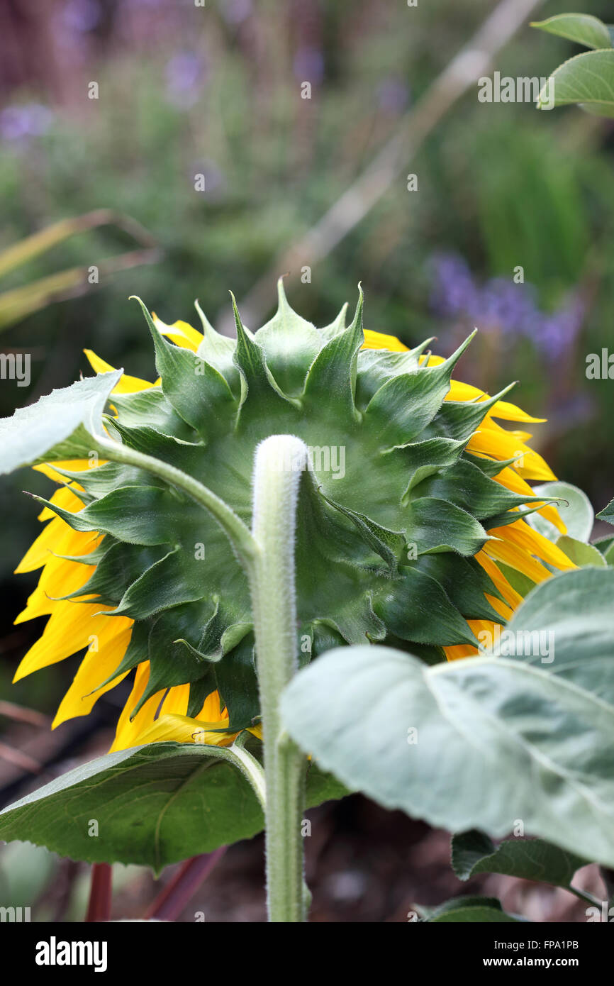 Nahaufnahme der Rückansicht der Sonnenblume Stockfoto