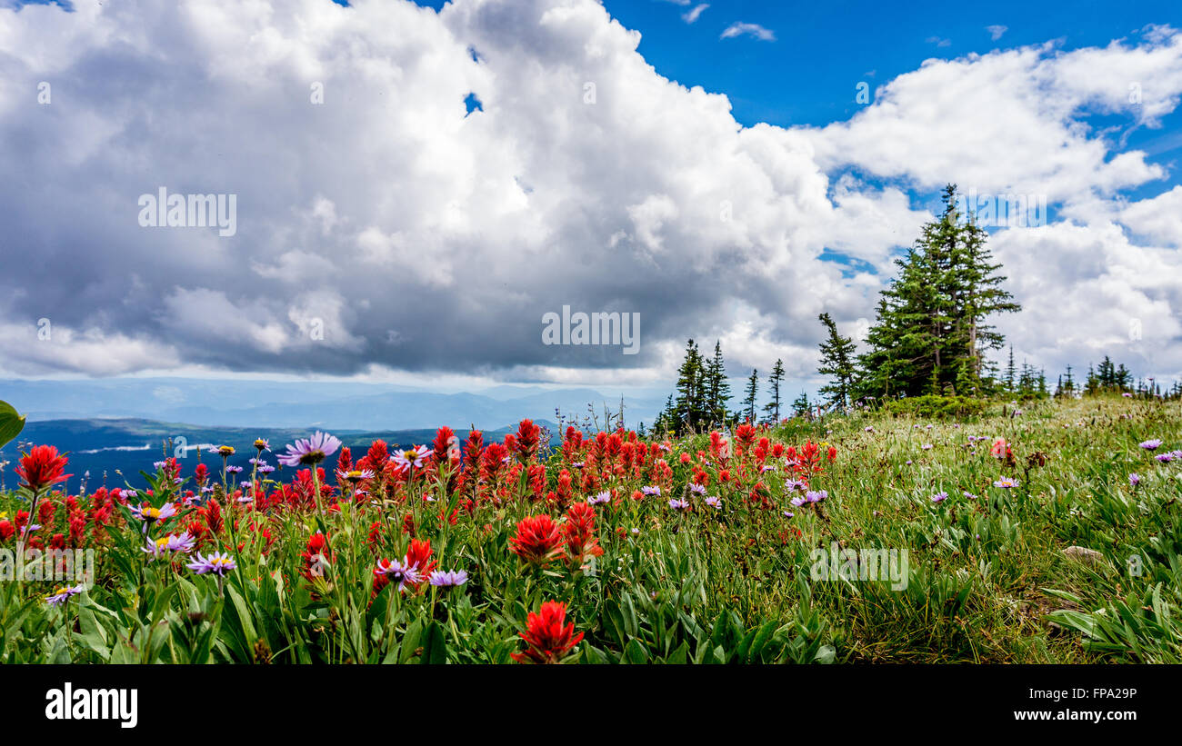Indian Paintbrush, Astern und anderen wilden Blumen in der hochalpinen von Tod Berg in der Shuswap Hochland von British Columbia, Kanada Stockfoto