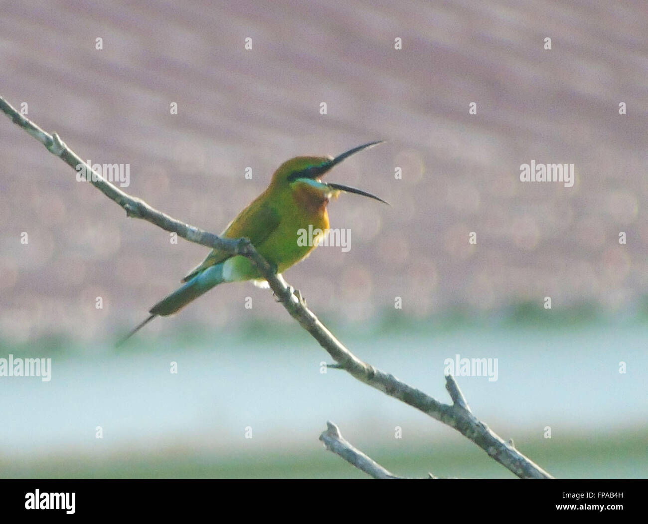 Bintan, Riau-Inseln, Indonesien. 15. März 2016. BINTAN, Indonesien - März 15: Die blau-tailed Bienenfresser (Merops Philippinus) gesehen bei Tanjungpinang Wald am 15. März 2016 in Bintan Island, Indonesien. t-Rassen in Südost-Asien. Es ist stark wandernden gesehen saisonal in weiten Teilen der Halbinsel India.This Arten, wie andere Bienenfresser ist ein farbenprächtige, schlanker Vogel. Es ist überwiegend grün; sein Gesicht hat eine schmale blaue Fleck mit einem blauen Auge-Streifen und eine gelbe und braune Kehle; die Rute ist blau und der Schnabel ist schwarz. Sie erreicht eine Länge von 23'' "26 cm, darunter die beiden länglichen Stockfoto