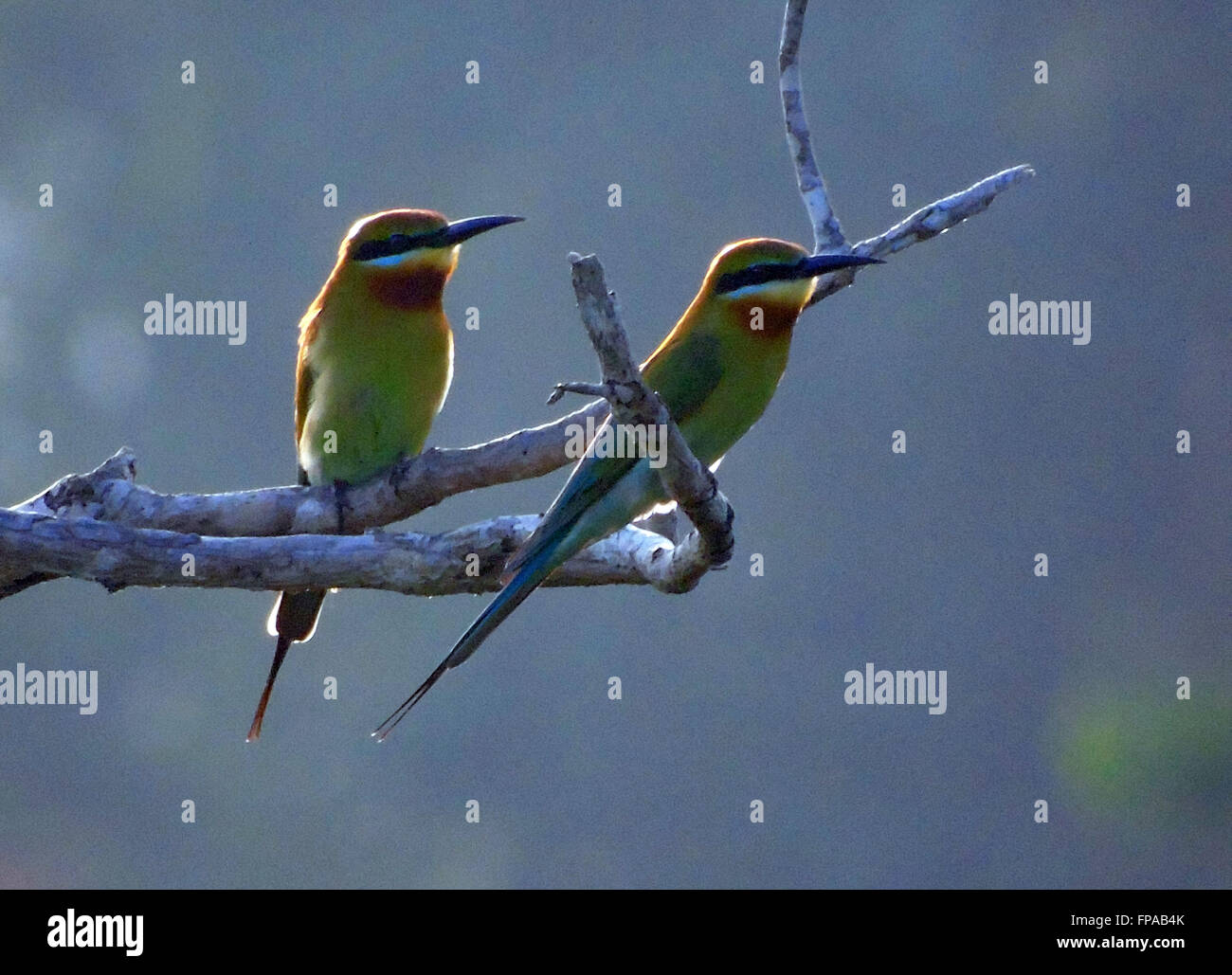 Bintan, Riau-Inseln, Indonesien. 15. März 2016. BINTAN, Indonesien - März 15: Die blau-tailed Bienenfresser (Merops Philippinus) gesehen bei Tanjungpinang Wald am 15. März 2016 in Bintan Island, Indonesien. t-Rassen in Südost-Asien. Es ist stark wandernden gesehen saisonal in weiten Teilen der Halbinsel India.This Arten, wie andere Bienenfresser ist ein farbenprächtige, schlanker Vogel. Es ist überwiegend grün; sein Gesicht hat eine schmale blaue Fleck mit einem blauen Auge-Streifen und eine gelbe und braune Kehle; die Rute ist blau und der Schnabel ist schwarz. Sie erreicht eine Länge von 23'' "26 cm, darunter die beiden länglichen Stockfoto