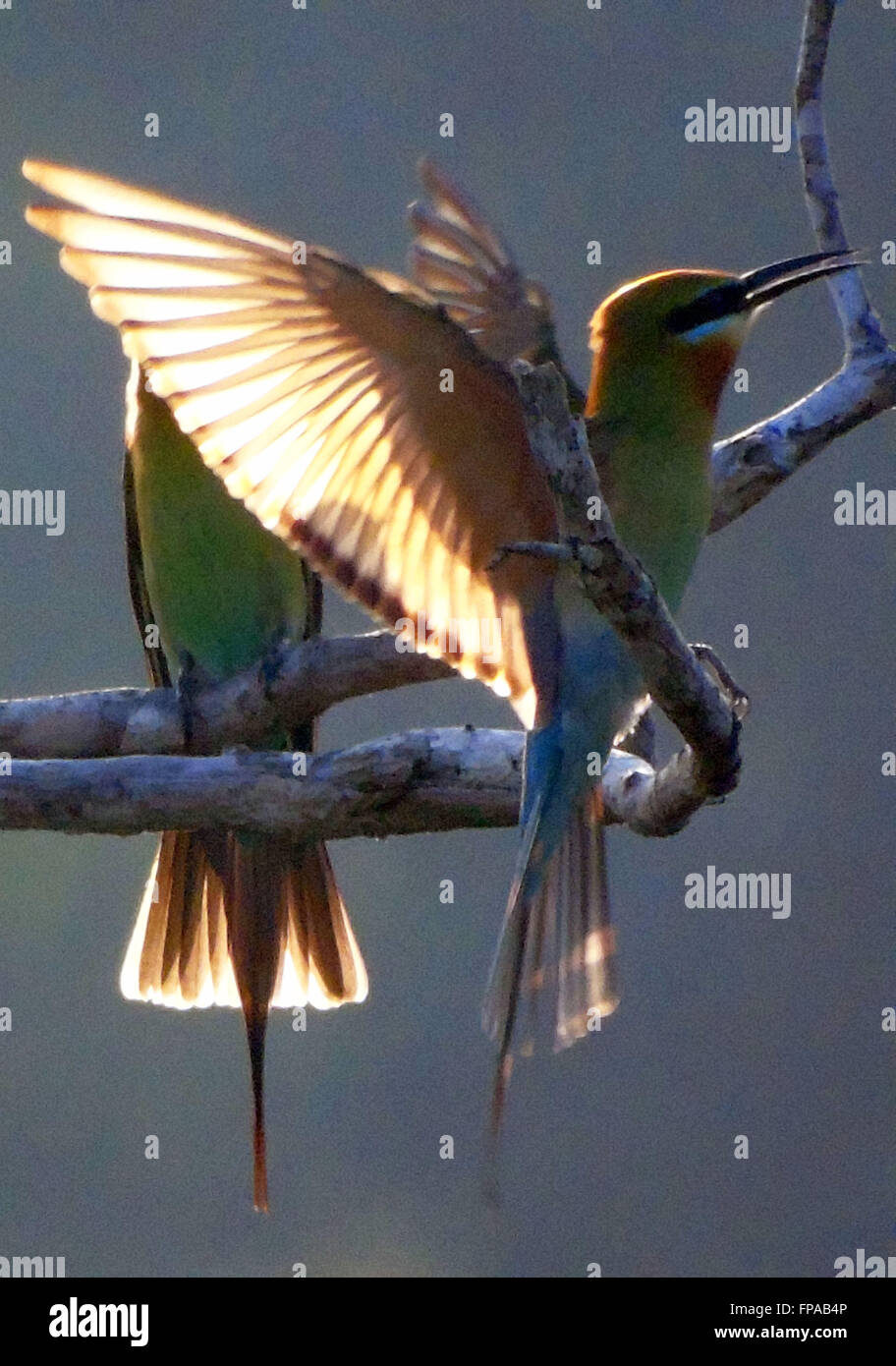 Bintan, Riau-Inseln, Indonesien. 15. März 2016. BINTAN, Indonesien - März 15: Die blau-tailed Bienenfresser (Merops Philippinus) gesehen bei Tanjungpinang Wald am 15. März 2016 in Bintan Island, Indonesien. t-Rassen in Südost-Asien. Es ist stark wandernden gesehen saisonal in weiten Teilen der Halbinsel India.This Arten, wie andere Bienenfresser ist ein farbenprächtige, schlanker Vogel. Es ist überwiegend grün; sein Gesicht hat eine schmale blaue Fleck mit einem blauen Auge-Streifen und eine gelbe und braune Kehle; die Rute ist blau und der Schnabel ist schwarz. Sie erreicht eine Länge von 23'' "26 cm, darunter die beiden länglichen Stockfoto