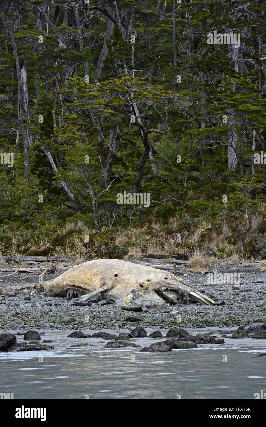 Skelett eines jungen Sei Wals (Balaenoptera Borealis) Stockfoto