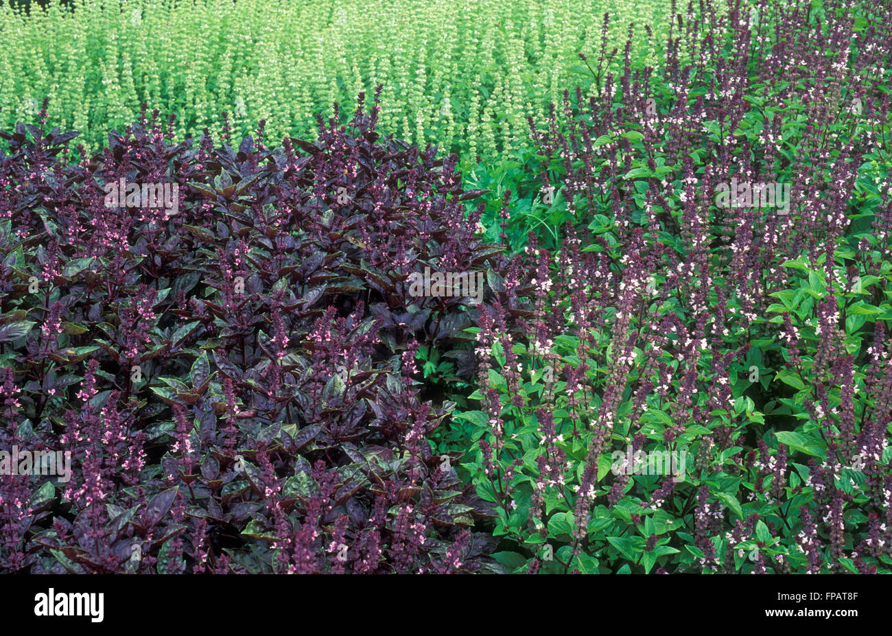 KRÄUTERGARTEN (OCIMUM BASILICUM) BASILIKUM WÄCHST Stockfoto