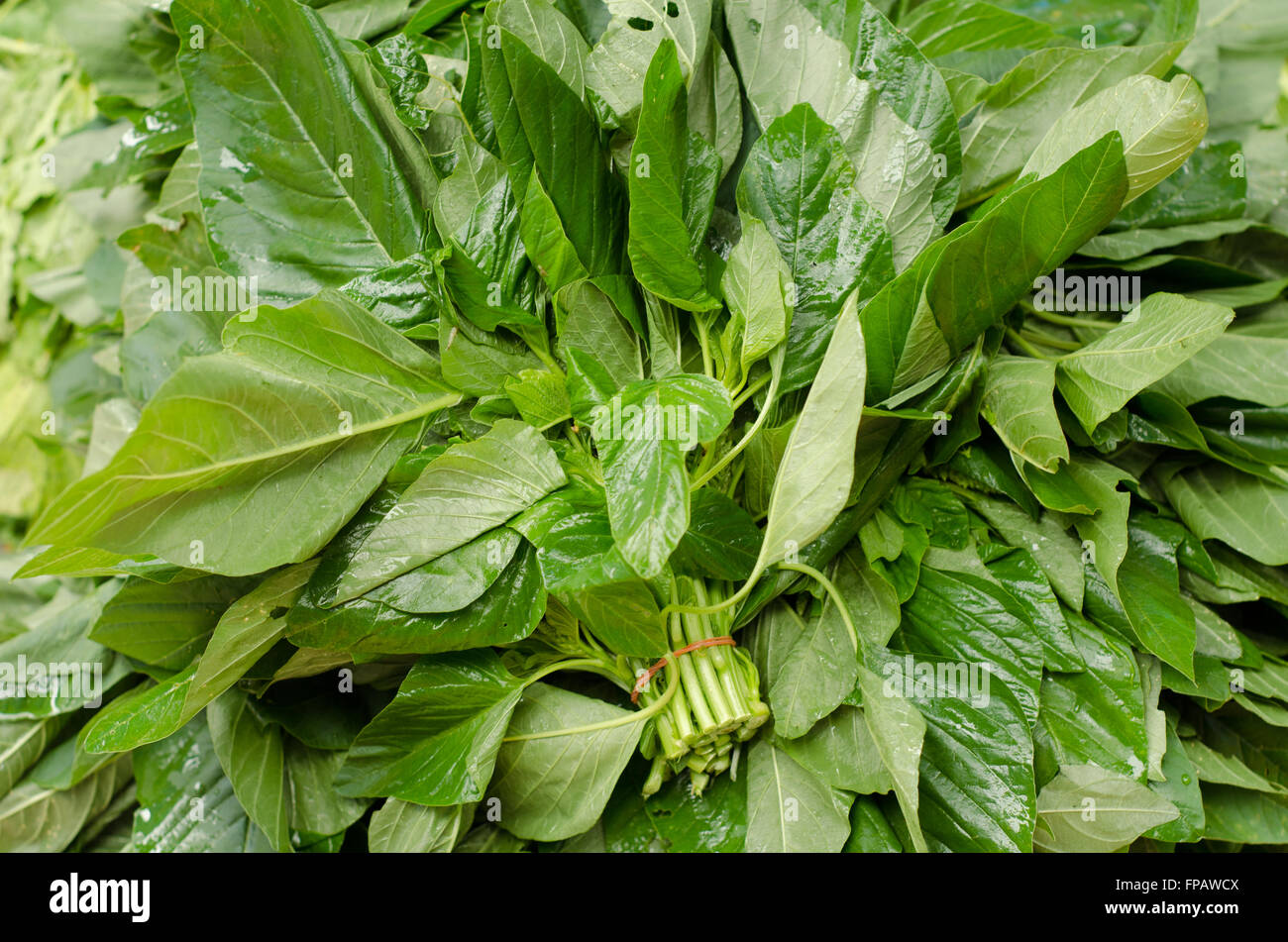 Amarant (Amaranthus Lividus) Stockfoto