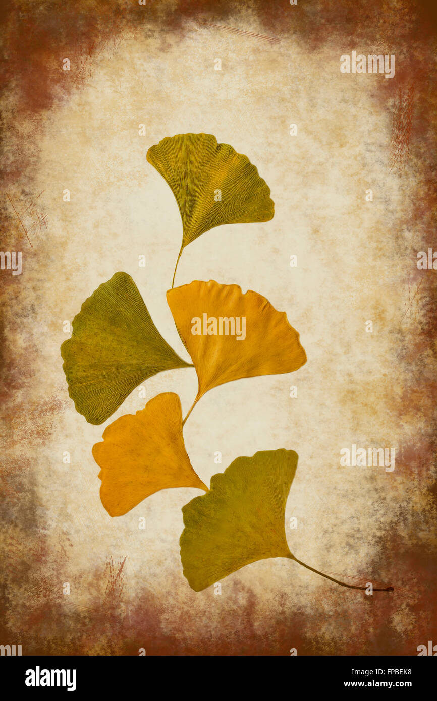 Herbst Gingko Blätter auf grunge Hintergrund Stockfoto