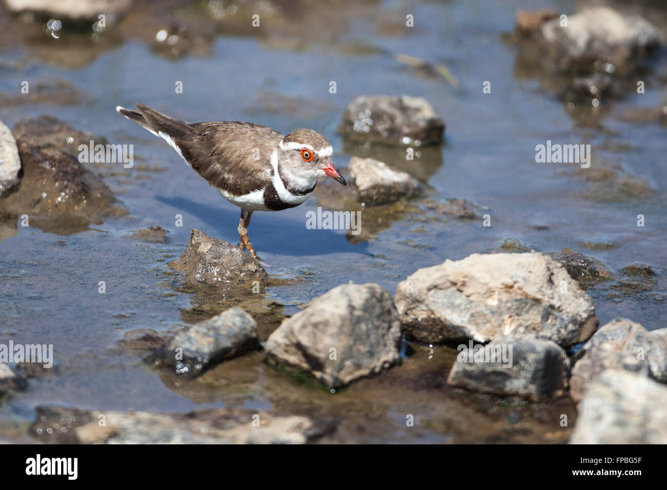 Drei-banded Regenpfeifer Fütterung in kleinen Bach Stockfoto