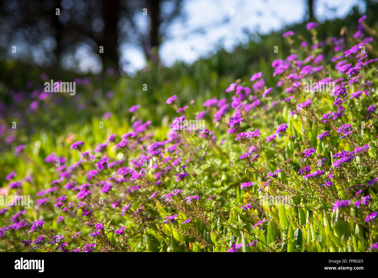 Schöne Blumenkarte Stockfoto