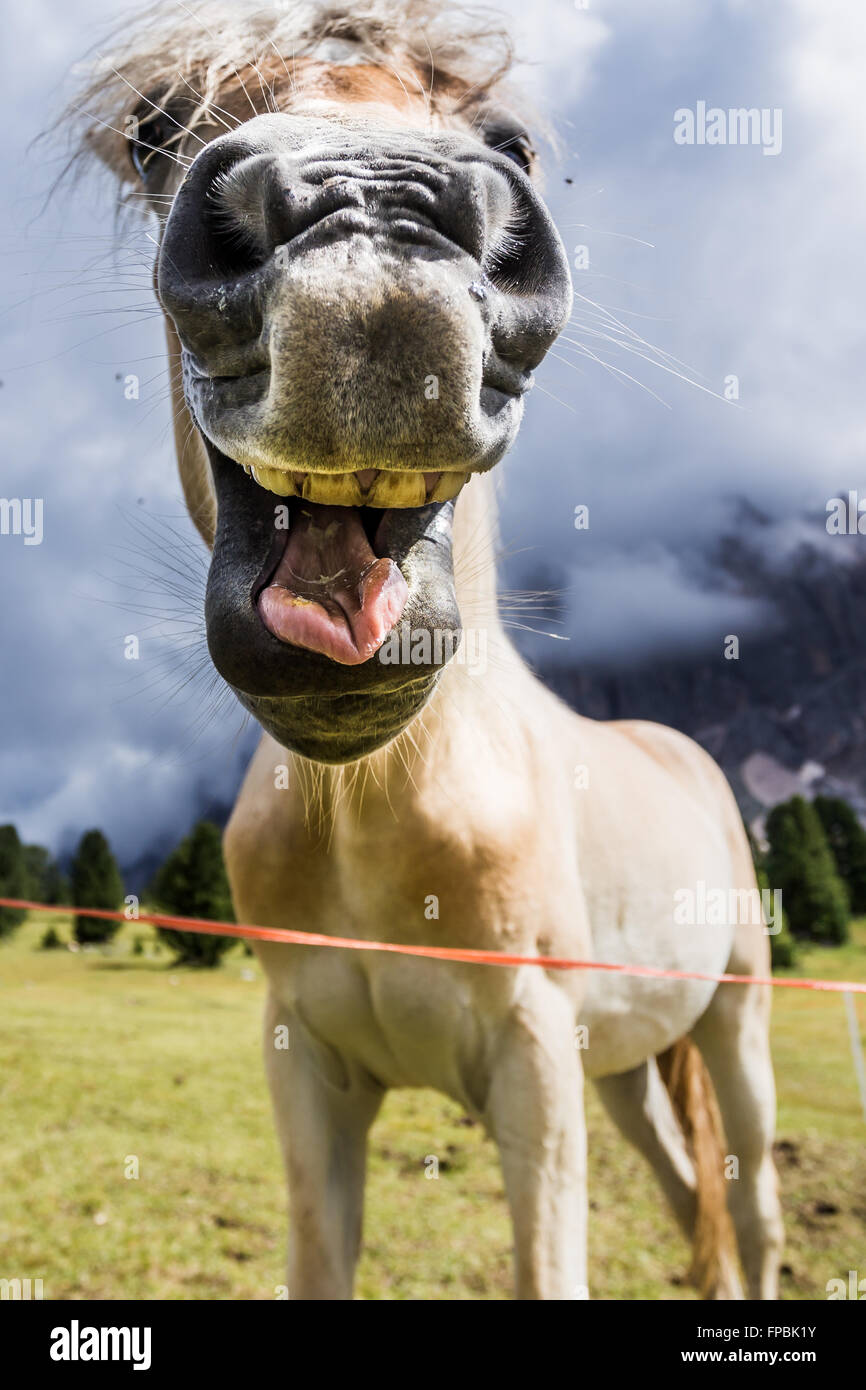 Lustige Porträt eines lächelnden Pferdes Stockfoto