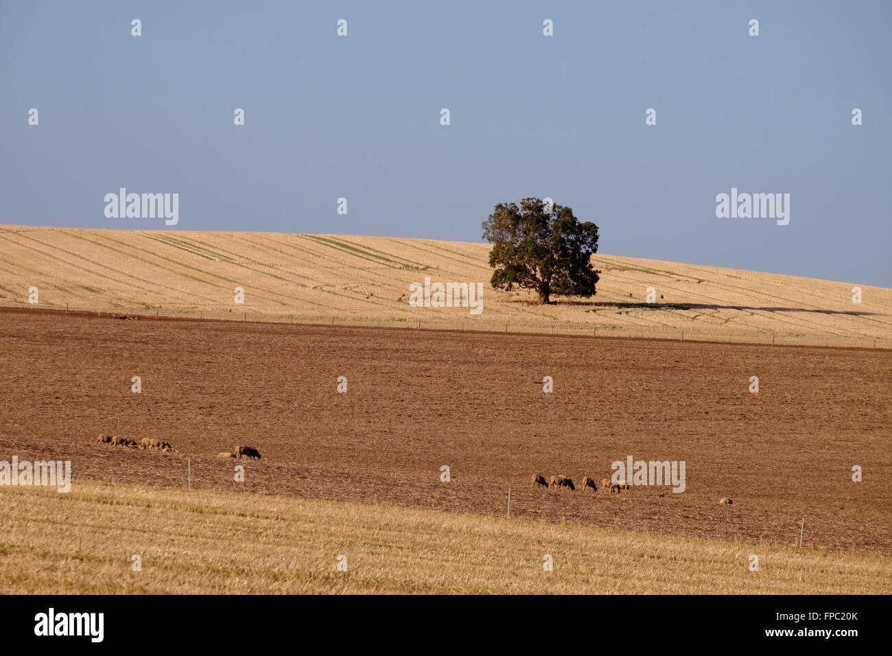 Mitte Nord Landschaft, Clare Valley, South Australia Stockfoto