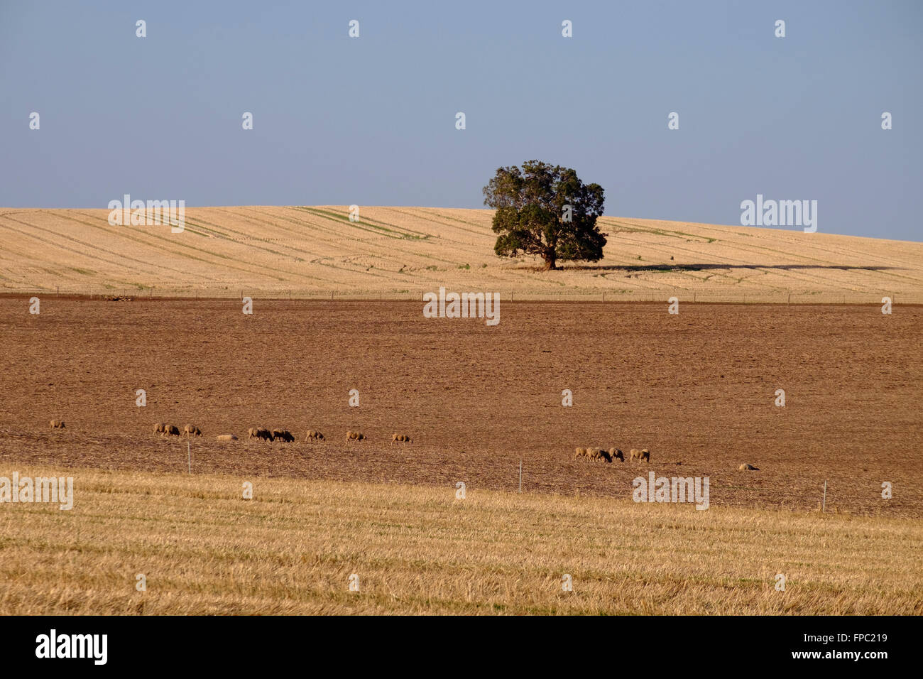 Mitte Nord Landschaft, Clare Valley, South Australia Stockfoto