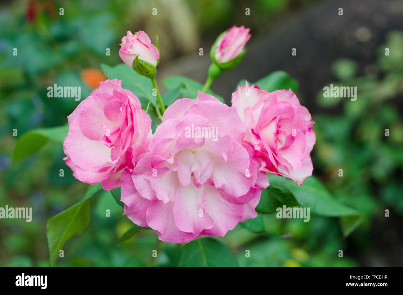 Rosa Rosenblüten Stockfoto