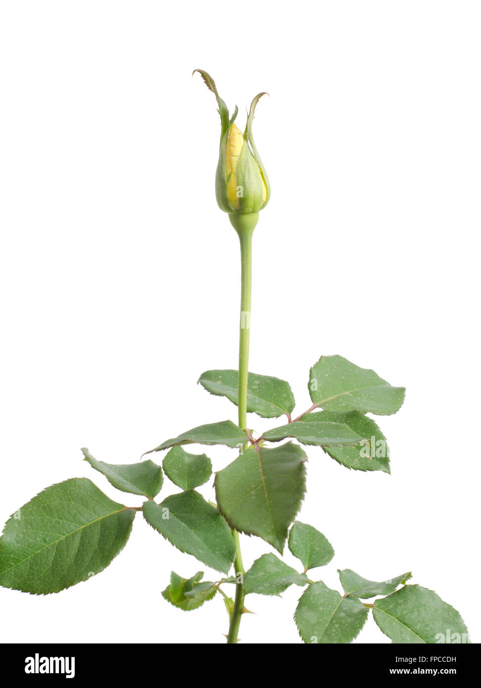 Rose Bud isoliert auf weißem Hintergrund Stockfoto