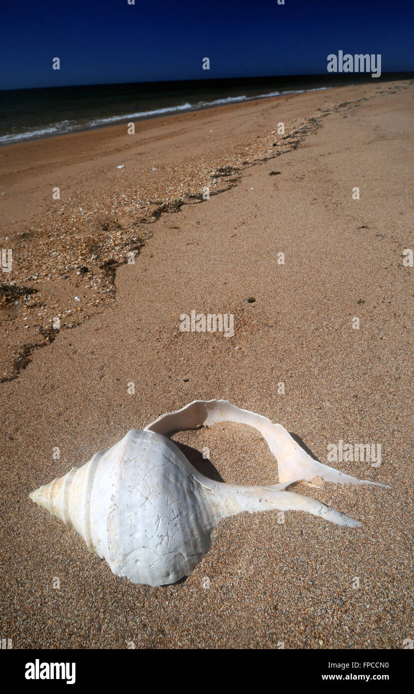 Massive alte Syrinx Schale halb begraben im abgelegenen Strand, Region Pilbara, Western Australia Stockfoto