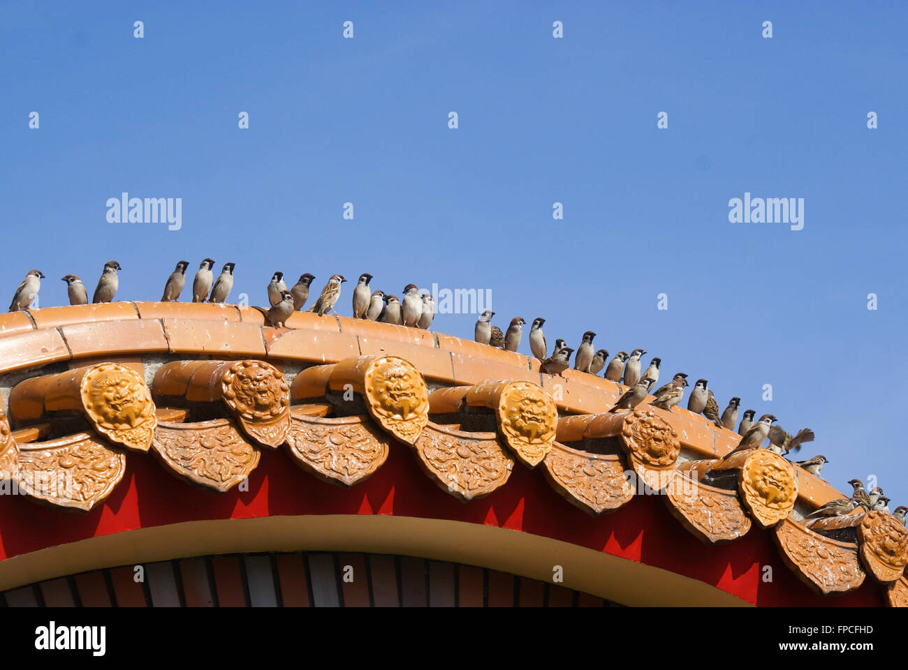 Eine Reihe von Spatzen hocken auf Chinesisch Traufe des Sun Moon Lake Wen Wu-Tempels im Landkreis Nantou, Taiwan Stockfoto