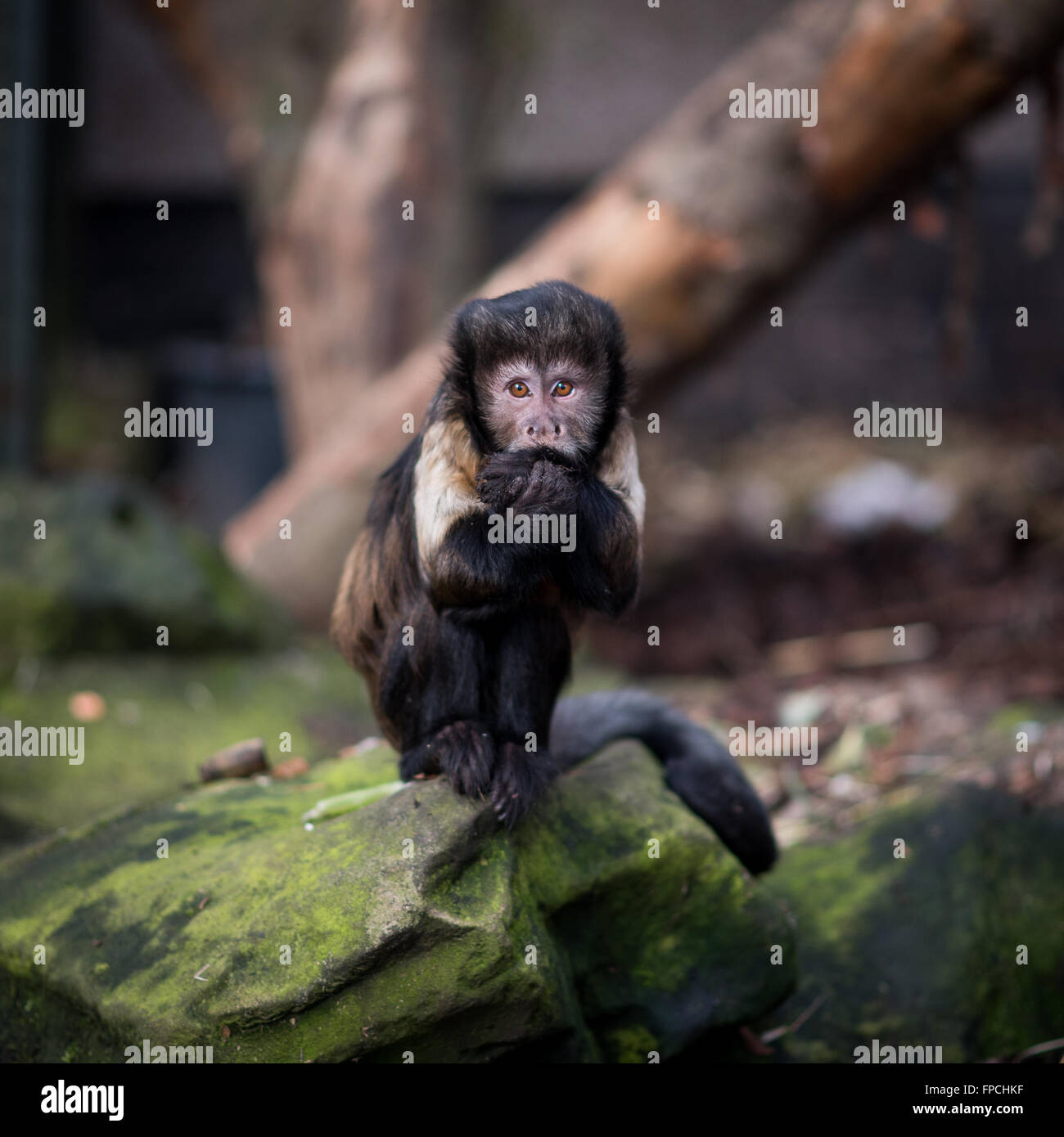 Gelb-breasted Kapuziner Affe sitzt auf einem Felsen Stockfoto