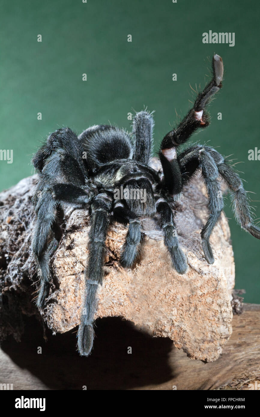 Brasilianische schwarze Tarantel (Lebensraum Pulchra). Heben ein Vorderbein. Stockfoto