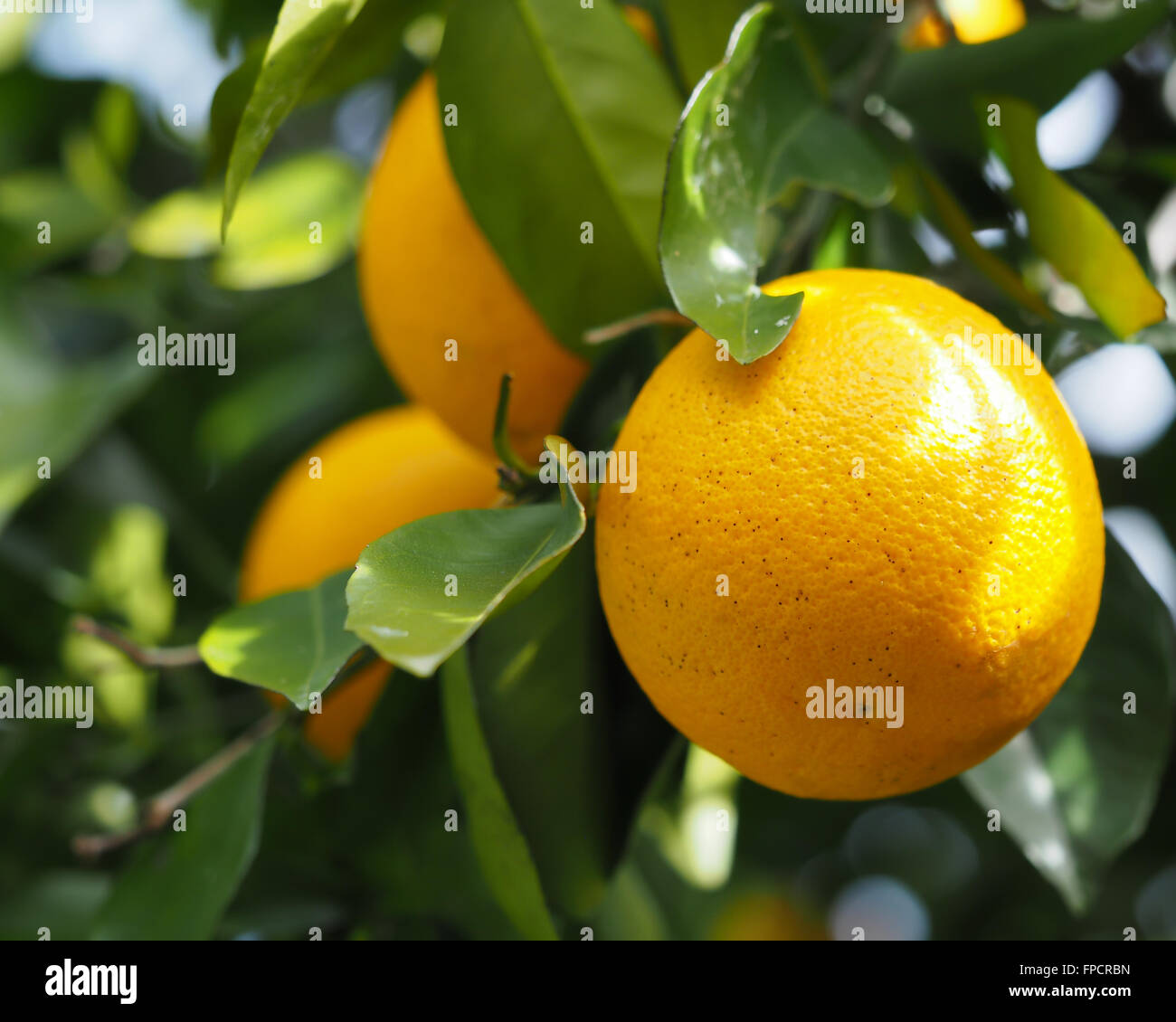 Orangenbaum-Obst Stockfoto