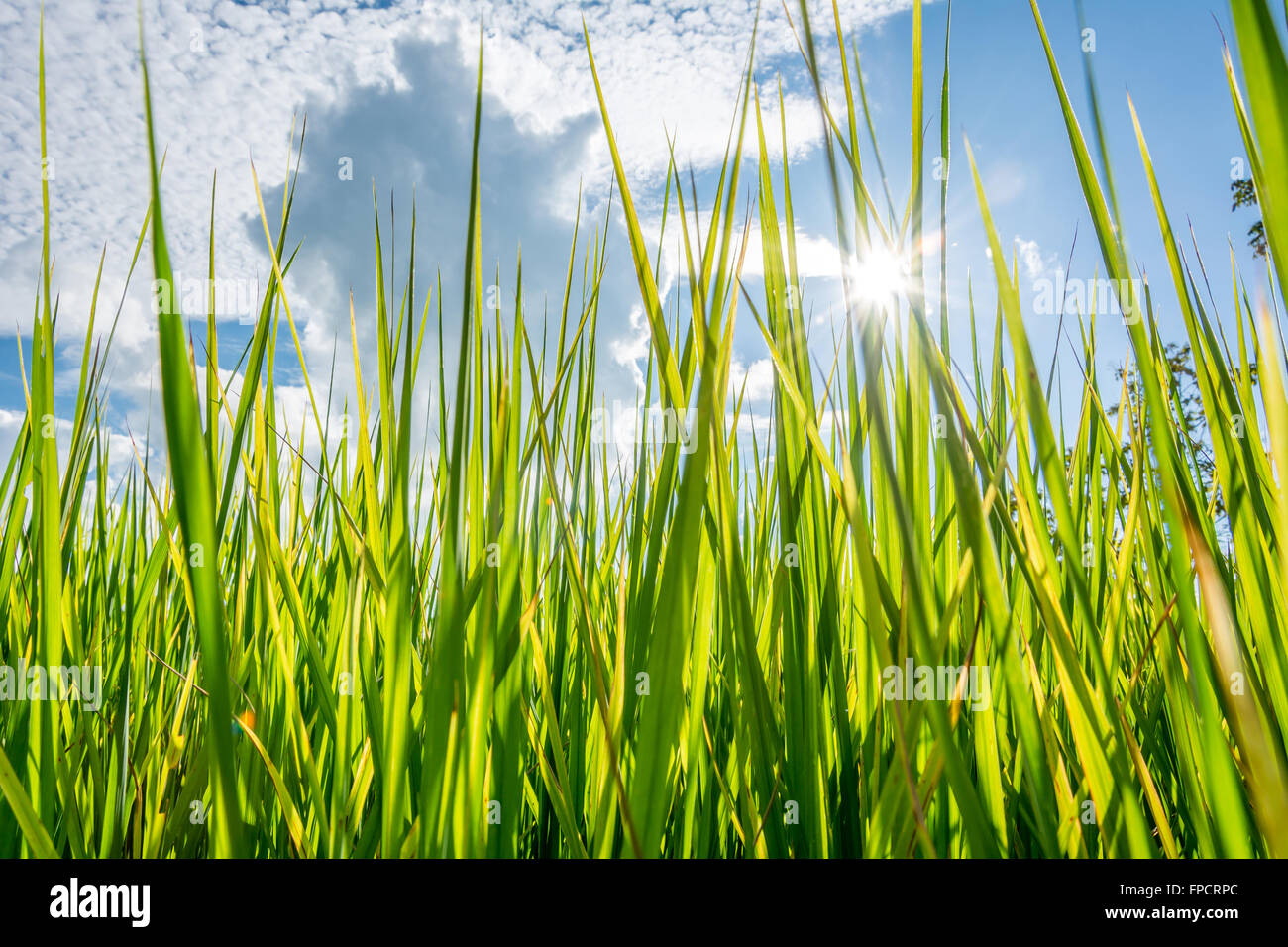 Grüne Wiese im Hintergrund am Nachmittag Stockfoto