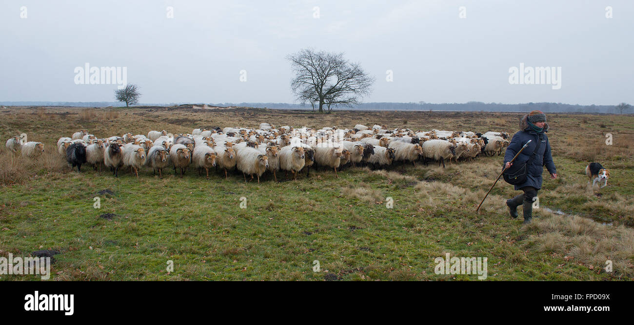 in den Niederlanden Schafe hüten Stockfoto