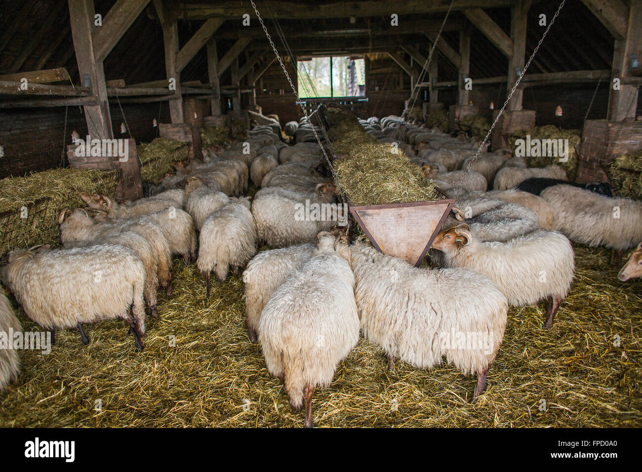 in den Niederlanden Schafe hüten Stockfoto