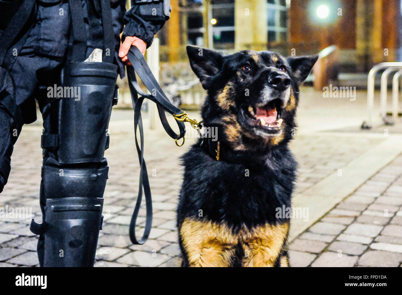 Belfast, Nordirland. 17. März 2016 - PSNI Crowd Control Hund "Scout" mit ihrem Handler in der Nacht arbeiten. Stockfoto
