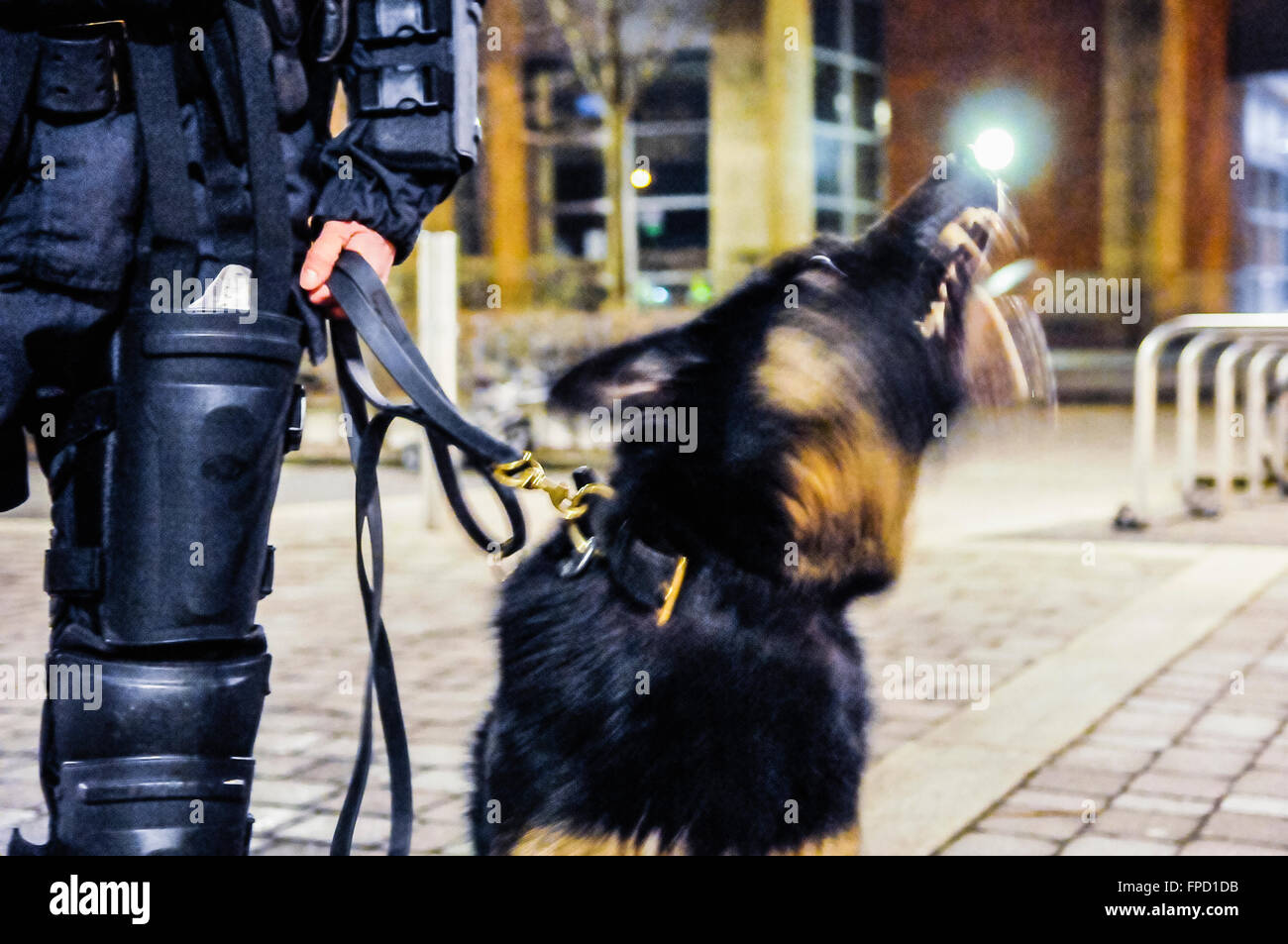 Belfast, Nordirland. 17. März 2016 - PSNI Crowd Control Hund "Scout" mit ihrem Handler in der Nacht arbeiten. Stockfoto