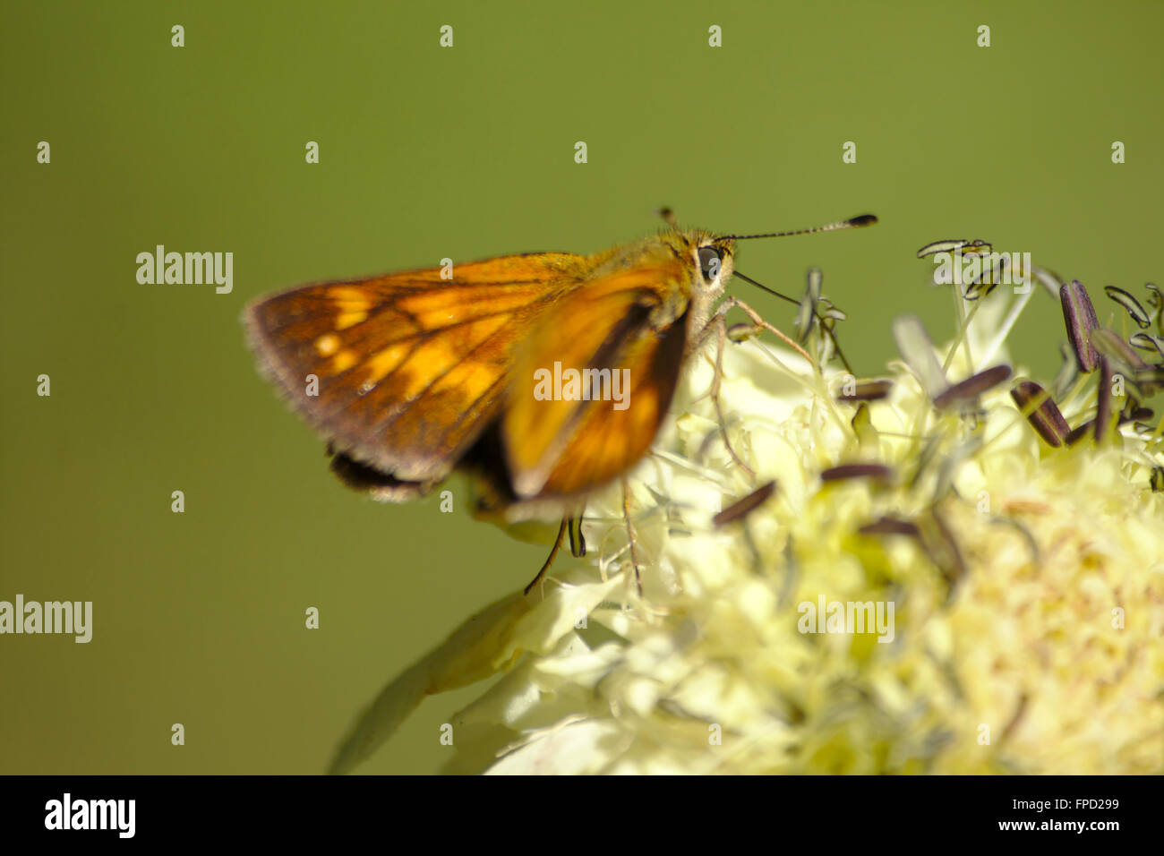 Schmetterling Nahaufnahme, Borjomi-Kharagauli Nationalpark, Georgien Stockfoto