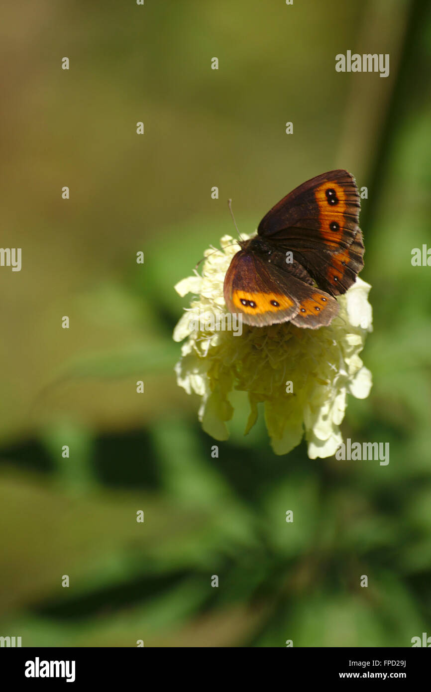 Schmetterling Nahaufnahme, Borjomi-Kharagauli Nationalpark, Georgien Stockfoto