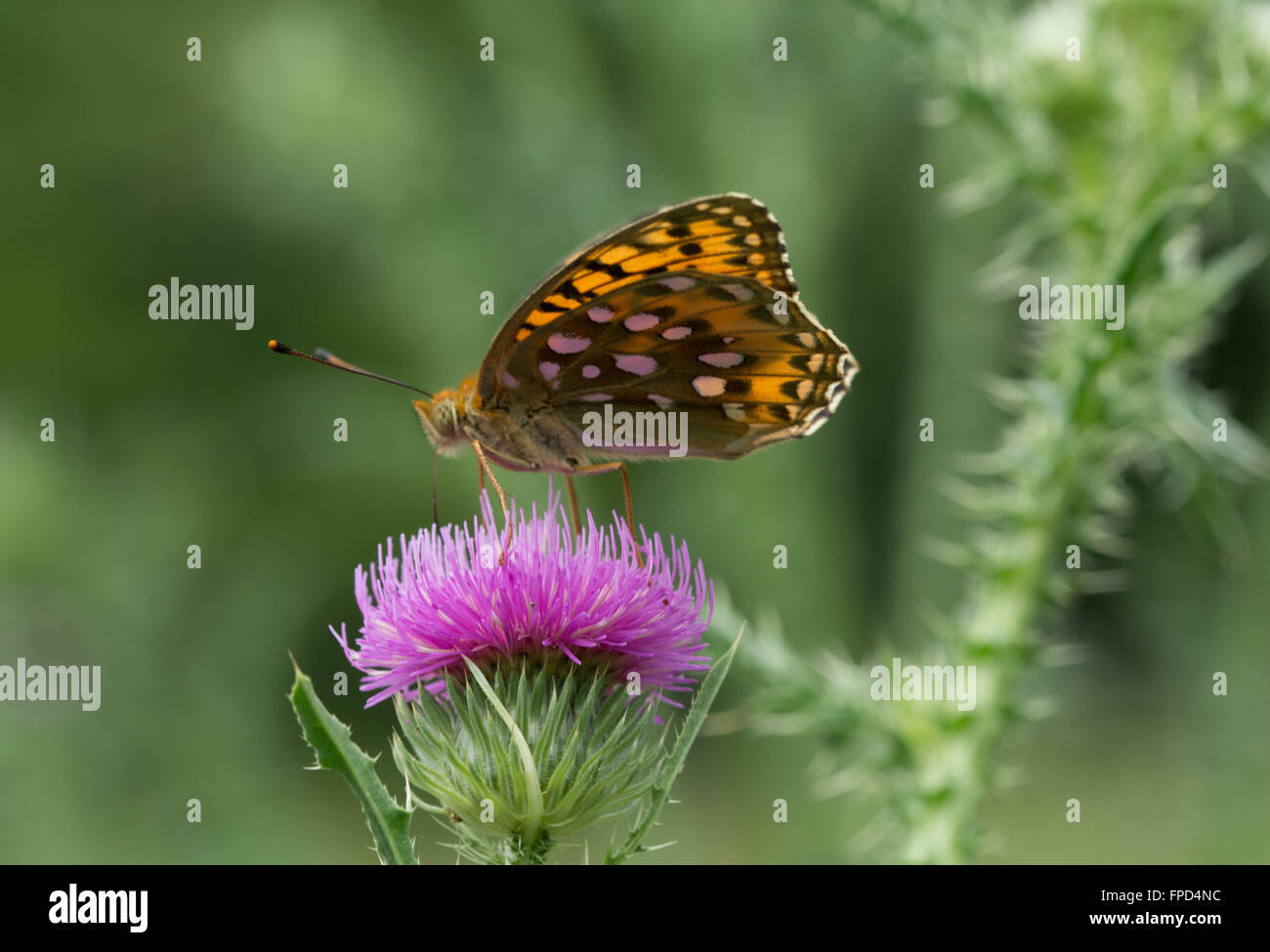 Dunkelgrüner fritlliger Schmetterling (Argynnis aglaja) auf der Distel Stockfoto