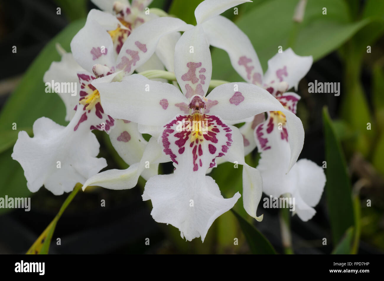 Tolumnia Oncidi Blume Stockfoto